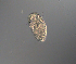  ( - palaeo_12)  @11 [ ] Unspecified (default): All Rights Reserved (2024) George von Dassow Oregon Institute of Marine Biology