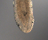  ( - palaeo_13)  @11 [ ] Unspecified (default): All Rights Reserved (2024) George von Dassow Oregon Institute of Marine Biology