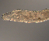  ( - palaeo_14)  @11 [ ] Unspecified (default): All Rights Reserved (2024) George von Dassow Oregon Institute of Marine Biology