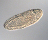  ( - palaeo_15)  @11 [ ] Unspecified (default): All Rights Reserved (2024) George von Dassow Oregon Institute of Marine Biology