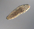  ( - palaeo_17)  @11 [ ] Unspecified (default): All Rights Reserved (2024) George von Dassow Oregon Institute of Marine Biology
