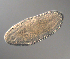  ( - palaeo_19)  @11 [ ] Unspecified (default): All Rights Reserved (2024) George von Dassow Oregon Institute of Marine Biology