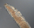  ( - palaeo_2)  @11 [ ] Unspecified (default): All Rights Reserved (2024) George von Dassow Oregon Institute of Marine Biology
