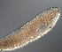  (Carinoma sp - palaeo_2)  @11 [ ] Unspecified (default): All Rights Reserved (2024) George von Dassow Oregon Institute of Marine Biology