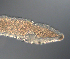  ( - palaeo_2)  @11 [ ] Unspecified (default): All Rights Reserved (2024) George von Dassow Oregon Institute of Marine Biology