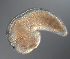  ( - palaeo_2)  @11 [ ] Unspecified (default): All Rights Reserved (2024) George von Dassow Oregon Institute of Marine Biology