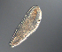  ( - palaeo_3)  @11 [ ] Unspecified (default): All Rights Reserved (2024) George von Dassow Oregon Institute of Marine Biology