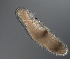  (Carinomiformes - palaeo_4)  @11 [ ] Unspecified (default): All Rights Reserved (2024) George von Dassow Oregon Institute of Marine Biology