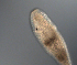  ( - palaeo_4)  @11 [ ] Unspecified (default): All Rights Reserved (2024) George von Dassow Oregon Institute of Marine Biology