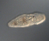  ( - palaeo_5)  @11 [ ] Unspecified (default): All Rights Reserved (2024) George von Dassow Oregon Institute of Marine Biology