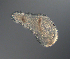  ( - palaeo_5)  @11 [ ] Unspecified (default): All Rights Reserved (2024) George von Dassow Oregon Institute of Marine Biology