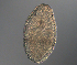  (Cephalothrix spiralis - palaeo_7)  @11 [ ] Unspecified (default): All Rights Reserved (2024) George von Dassow Oregon Institute of Marine Biology