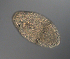  ( - palaeo_7)  @11 [ ] Unspecified (default): All Rights Reserved (2024) George von Dassow Oregon Institute of Marine Biology
