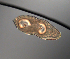  (Carinomiformes - palaeo_8)  @11 [ ] Unspecified (default): All Rights Reserved (2024) George von Dassow Oregon Institute of Marine Biology
