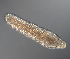  (Cephalothrix major - palaeo_1)  @11 [ ] Unspecified (default): All Rights Reserved (2024) George von Dassow Oregon Institute of Marine Biology