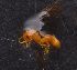  (Camponotus AEV8634 - EB155_P004)  @11 [ ] CreativeCommons - Attribution Non-Commercial Share-Alike (2019) Christoph Merkel Technical University of Darmstadt