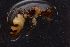  (Camponotus AEV6916 - EB165_P009)  @11 [ ] CreativeCommons - Attribution Non-Commercial Share-Alike (2019) Christoph Merkel Technical University of Darmstadt