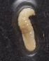  (Camponotus AEV7081 - EB167_P003)  @11 [ ] CreativeCommons - Attribution Non-Commercial Share-Alike (2019) Christoph Merkel Technical University of Darmstadt