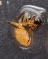 (Camponotus AEV0825 - EB173_P011)  @11 [ ] CreativeCommons - Attribution Non-Commercial Share-Alike (2019) Christoph Merkel Technical University of Darmstadt