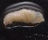 (Camponotus AEV2419 - EH174_P014)  @11 [ ] CreativeCommons - Attribution Non-Commercial Share-Alike (2019) Christoph Merkel Technical University of Darmstadt