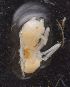  (Apterostigma AER1137 - LA154_P011_prey)  @11 [ ] Unspecified (default): All Rights Reserved  Unspecified Unspecified