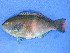  (Scarus fuscopurpureus - ICOS02015)  @11 [ ] CreativeCommons - Attribution Share-Alike (2025) Philippe Bearez Museum National d'Histoire Naturelle de Paris