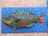  ( - ICOS02134)  @11 [ ] Copyright (2025) Philippe Bearez Museum National d'Histoire Naturelle de Paris