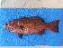 (Plectropomus marisrubri - ICOS02150)  @11 [ ] Copyright (2025) Philippe Bearez Museum National d'Histoire Naturelle de Paris