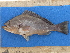  ( - ICOS02184)  @11 [ ] Copyright (2025) Philippe Bearez Museum National d'Histoire Naturelle de Paris