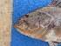  ( - ICOS02184)  @11 [ ] Copyright (2025) Philippe Bearez Museum National d'Histoire Naturelle de Paris
