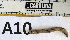  ( - AAGxAAC05058-A10)  @13 [ ] Copyright (2013) J. A. Santiago-Blay NMNH
