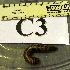  ( - RP05058-C03)  @13 [ ] Copyright (2013) J. A. Santiago-Blay NMNH