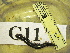 (Anadenobolus monilicornis - AAC05058-G11)  @12 [ ] Copyright (2013) J. A. Santiago-Blay NMNH