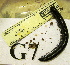  ( - AAC05058-G07)  @13 [ ] Copyright (2013) J. A. Santiago-Blay NMNH