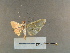 ( - A015d.1)  @11 [ ] nrr (2022) Aura M. Alonso-Rodríguez University of Vermont