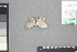  (Phrygionis moeschleri - A027a)  @11 [ ] nrr (2021) Catherine Hulshof VSU