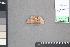  (Cyclophora nr. rubrior - A054a)  @11 [ ] nrr (2021) Catherine Hulshof VSU