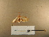  (Heppnerographa tricesimana - A202a.1)  @11 [ ] nrr (2022) Aura M. Alonso-Rodríguez University of Vermont