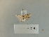  (Leptostales praepeditaria - K027a)  @11 [ ] nrr (2023) Aura M. Alonso-Rodriguez University of Vermont