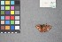  ( - MZUPRRP-In-08688)  @11 [ ] nrr (2021) Catherine Hulshof VSU