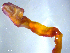  (Cestoda - C.IN.Ss.LEZ.1.1)  @13 [ ] CreativeCommons - Attribution Share-Alike (2014) Sean Locke Unspecified