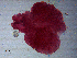  (Corallobothrium - C.In.BEA.1F.1)  @11 [ ] CreativeCommons - Attribution Share-Alike (2013) Sean Locke Unspecified