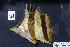  ( - HIMB-0376)  @11 [ ] CreativeCommons  Attribution (by) (2015) Richard L. Pyle Bernice P. Bishop Museum