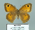  (Maniola halicarnassus - Boz10.011)  @14 [ ] Copyright (2010) Unspecified Unspecified