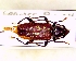  (Callidiellum rufipenne - BC-PNEF-PSFOR0740)  @11 [ ] Copyright (2017) Rodolphe Rougerie Museum National d'Histoire Naturelle