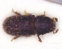  (Carphoborus perrisi - BC-PNEF-PSFOR0805)  @11 [ ] Copyright (2017) Rodolphe Rougerie Museum National d'Histoire Naturelle