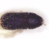  (Carphoborus pini - BC-PNEF-PSFOR0807)  @11 [ ] Copyright (2017) Rodolphe Rougerie Museum National d'Histoire Naturelle