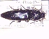  ( - BC-PNEF-PSFOR0942)  @13 [ ] Copyright (2017) Rodolphe Rougerie Museum National d'Histoire Naturelle