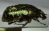  ( - BC-PNEF-PSFOR1131)  @11 [ ] Copyright (2017) Rodolphe Rougerie Museum National d'Histoire Naturelle