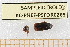  ( - BC-PNEF-PSFOR0265)  @11 [ ] Copyright (2013) Thierry Noblecourt Laboratoire National d'Entomologie Forestière, Quillan, France